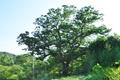 연소리 느티나무 썸네일 이미지