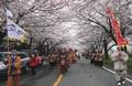 2010년 영암 왕인 문화 축제 벚꽃 길 썸네일 이미지